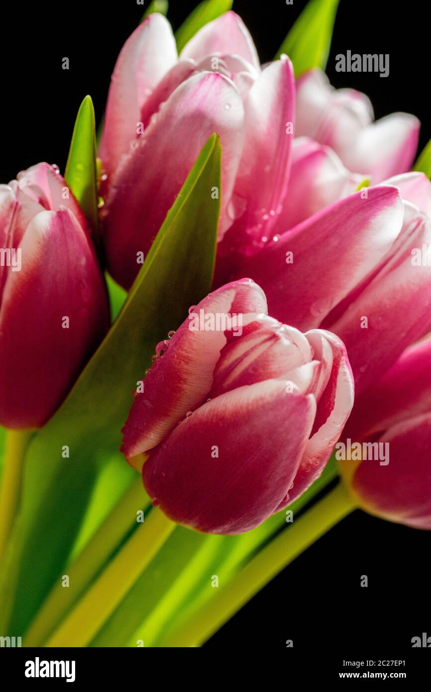Beautiful pink tulip bouquet with water drops on it isolated on black background. Stock Photo