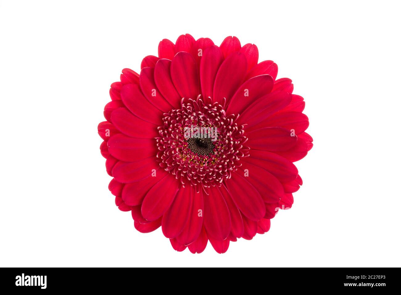 Perfect red gerbera flower head isolated on white background. Stock Photo