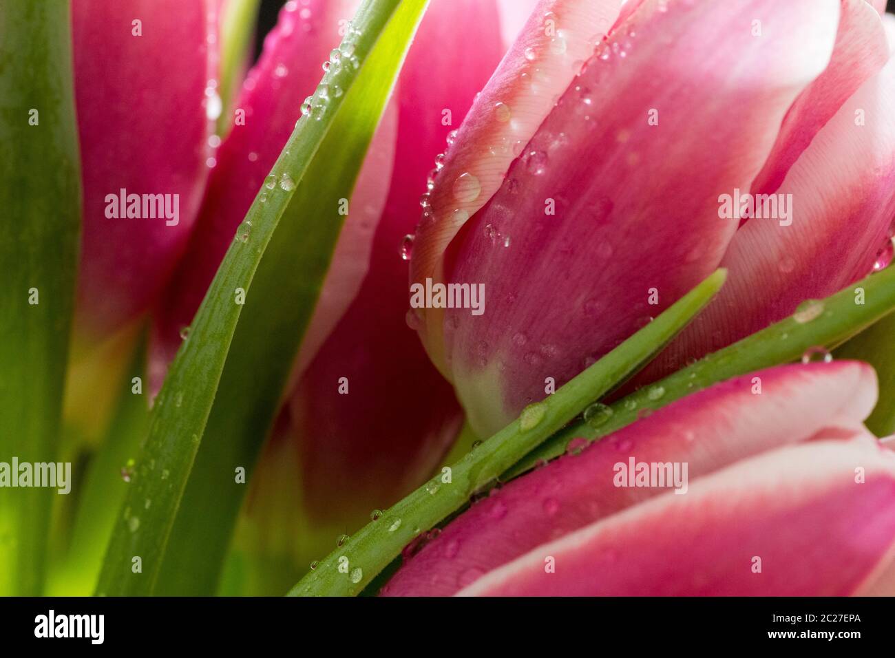 Beautiful pink tulip bouquet with water drops on it isolated on black background. Stock Photo