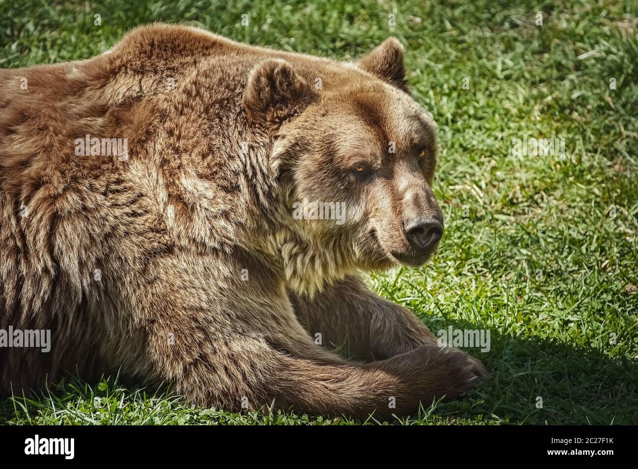 Brown bear on the green grass Stock Photo
