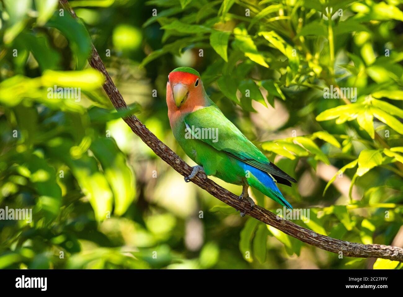 Rosy-faced lovebird (Agapornis roseicollis), Namibia Stock Photo