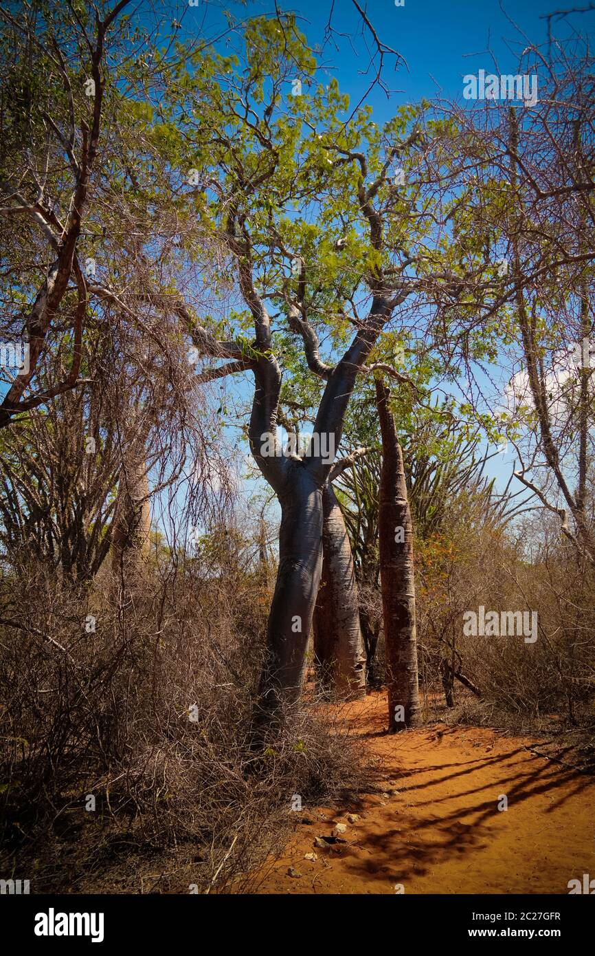 Landscape with Adansonia rubrostipa aka fony baobab tree in Reniala reserve , Toliara, Madagascar Stock Photo