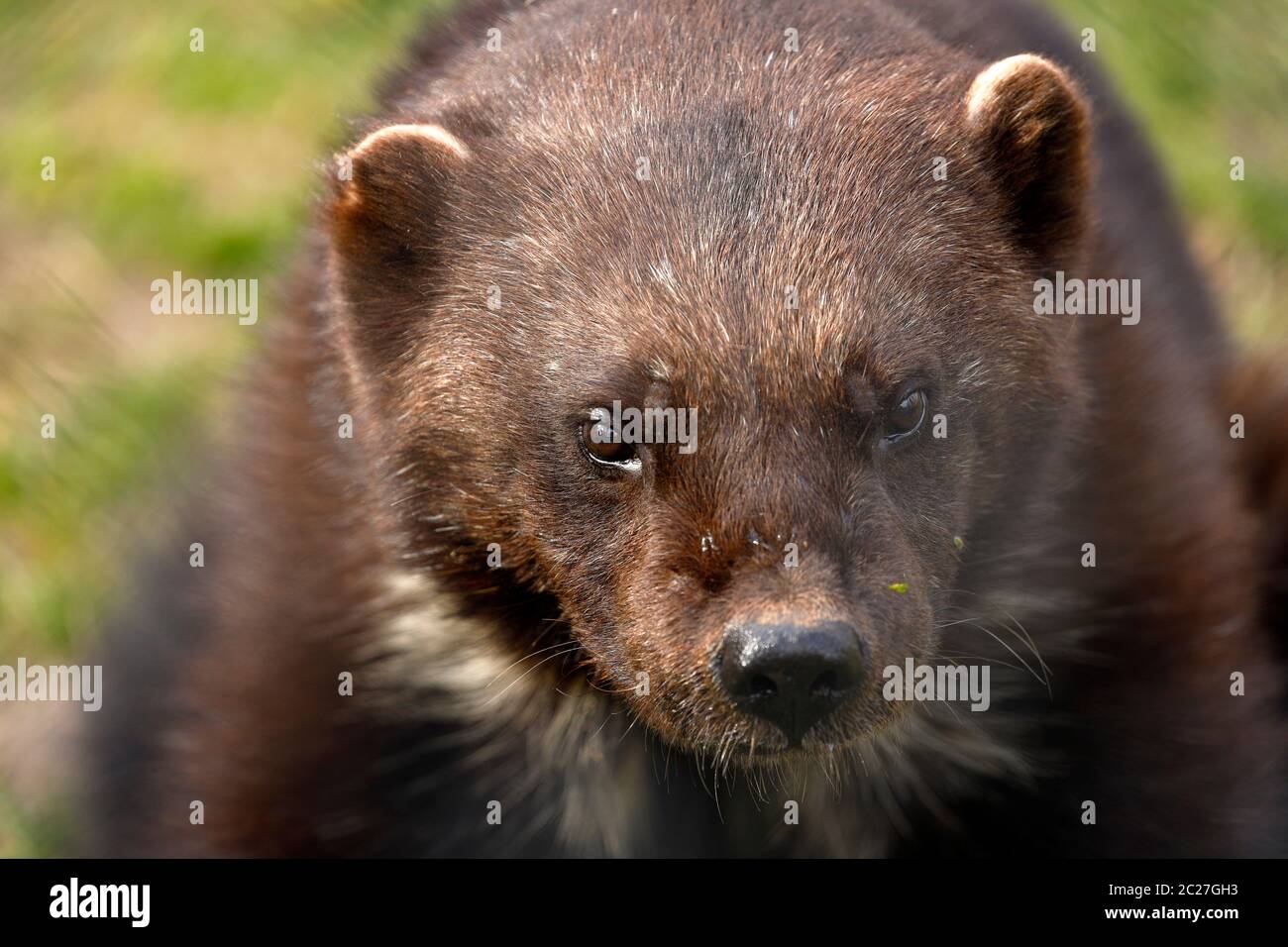Wolverine Animal High Resolution Stock Photography and Images - Alamy