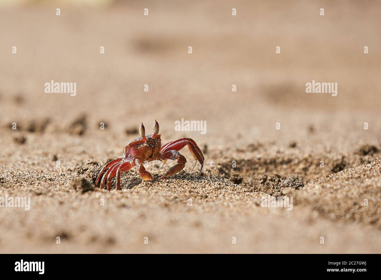 Ghost crab crawling in the sand coming out from a hole in Nuqui, Colombia Stock Photo