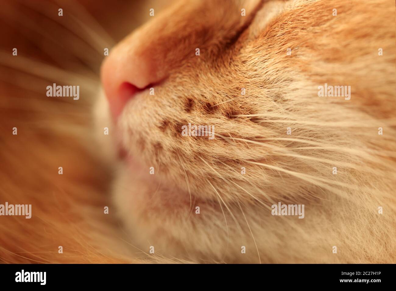 Nose of a ginger cat close up Stock Photo