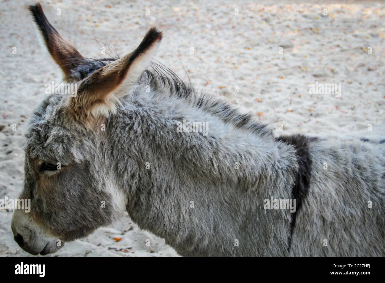 portrait of a donkey Stock Photo - Alamy