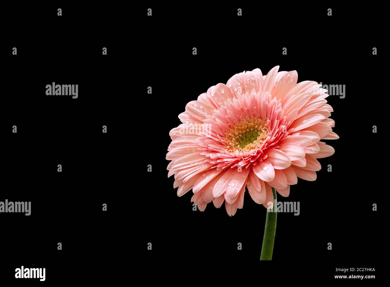 Beautiful pink gerbera flower isolated on a black background. Stock Photo