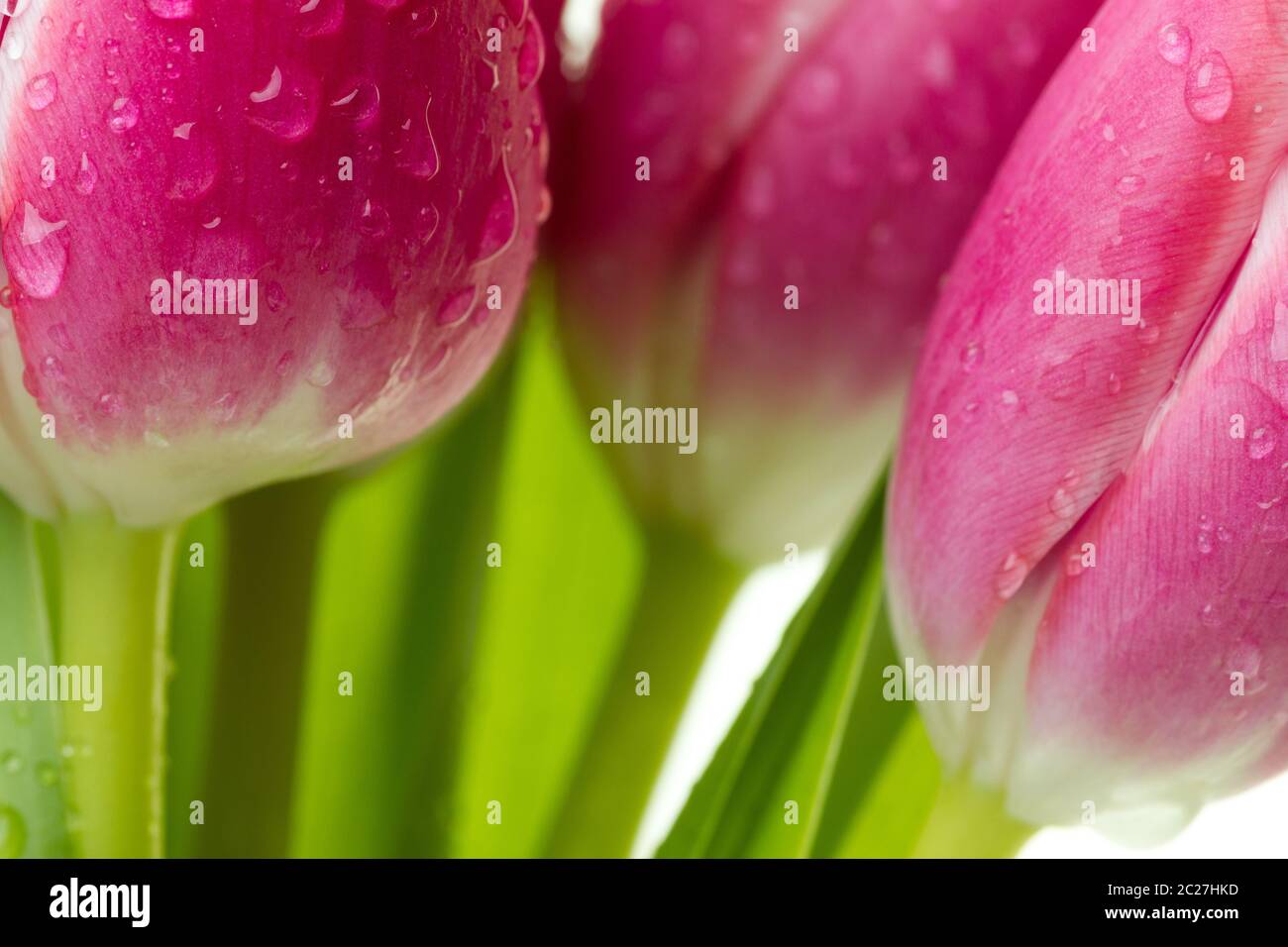 Bunch of pink tulips with water drops isolated on white background. Stock Photo