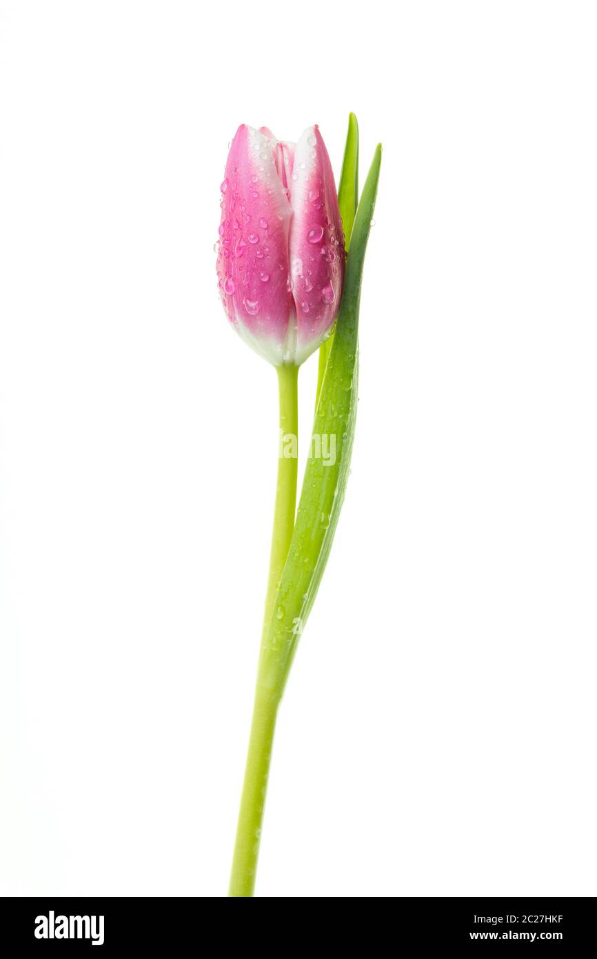 Single pink tulip with water drops isolated on white background. Stock Photo