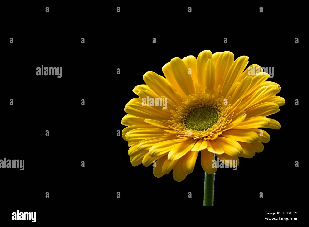 Beautiful yellow gerbera flower isolated on a black background. Stock Photo