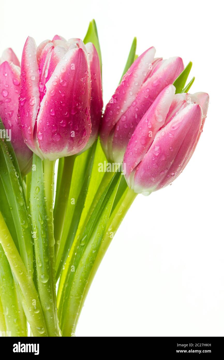 Bunch of pink tulips with water drops isolated on white background. Stock Photo