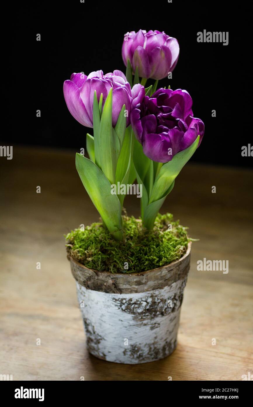 Purple potted tulips isolated on white background. Stock Photo