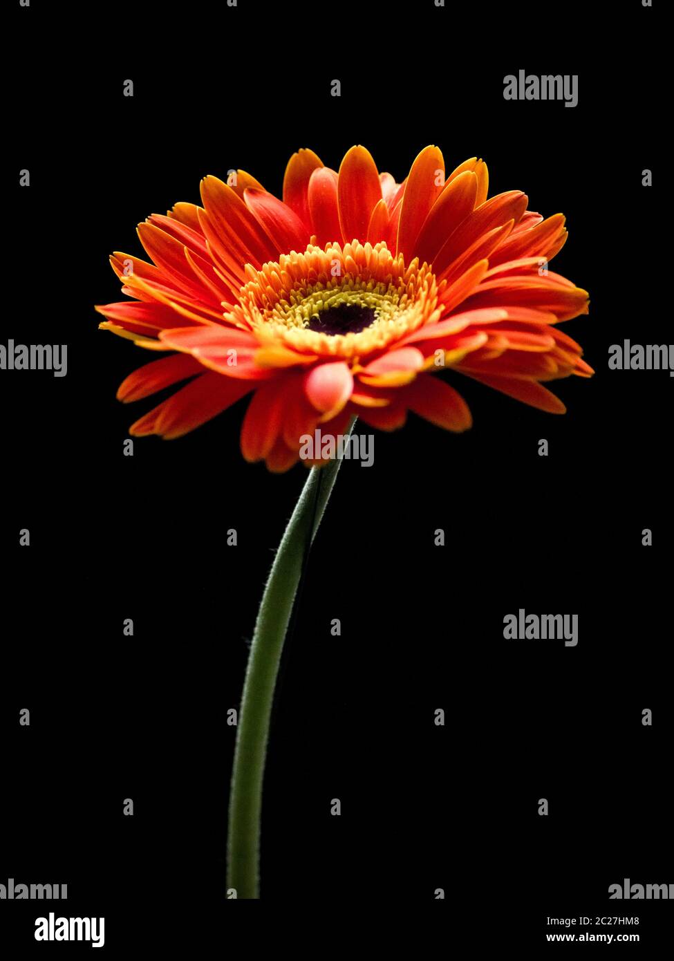 Beautiful red and orange gerbera flower isolated on a black background. Stock Photo