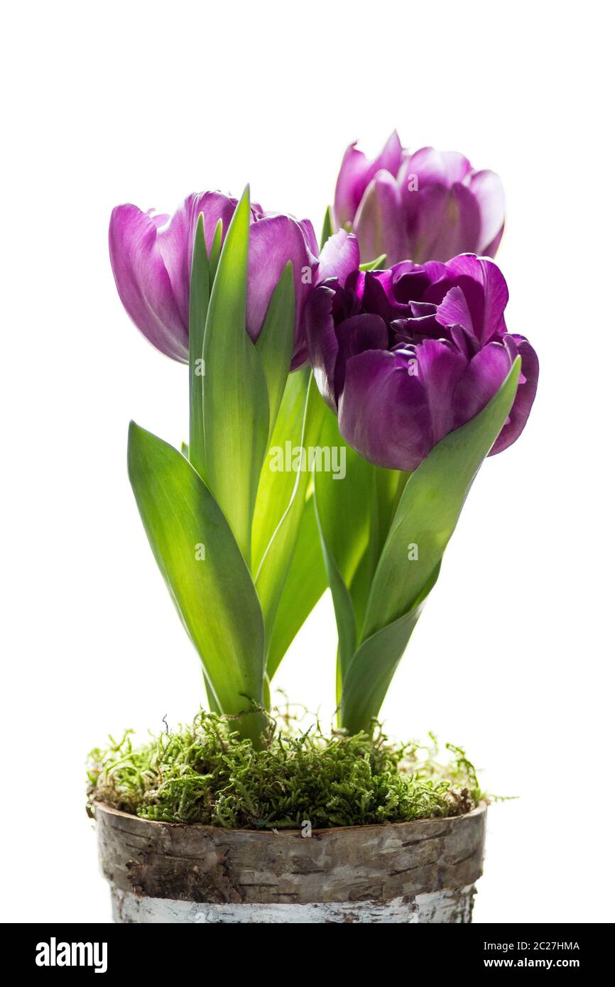Purple tulips in a pot isolated on white background. Stock Photo