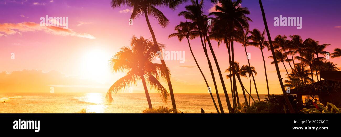Palm tree silhouette on a background of tropical sunset Stock Photo - Alamy