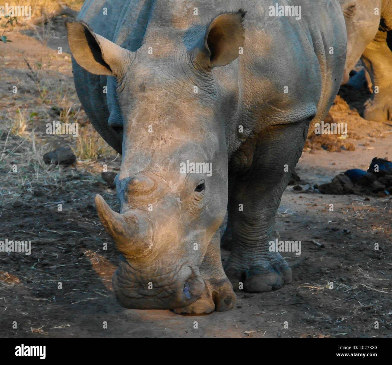 Portrait of white rhinos in the Mkhaya Game Reserve , Siphofaneni, Eswatini former Swaziland Stock Photo