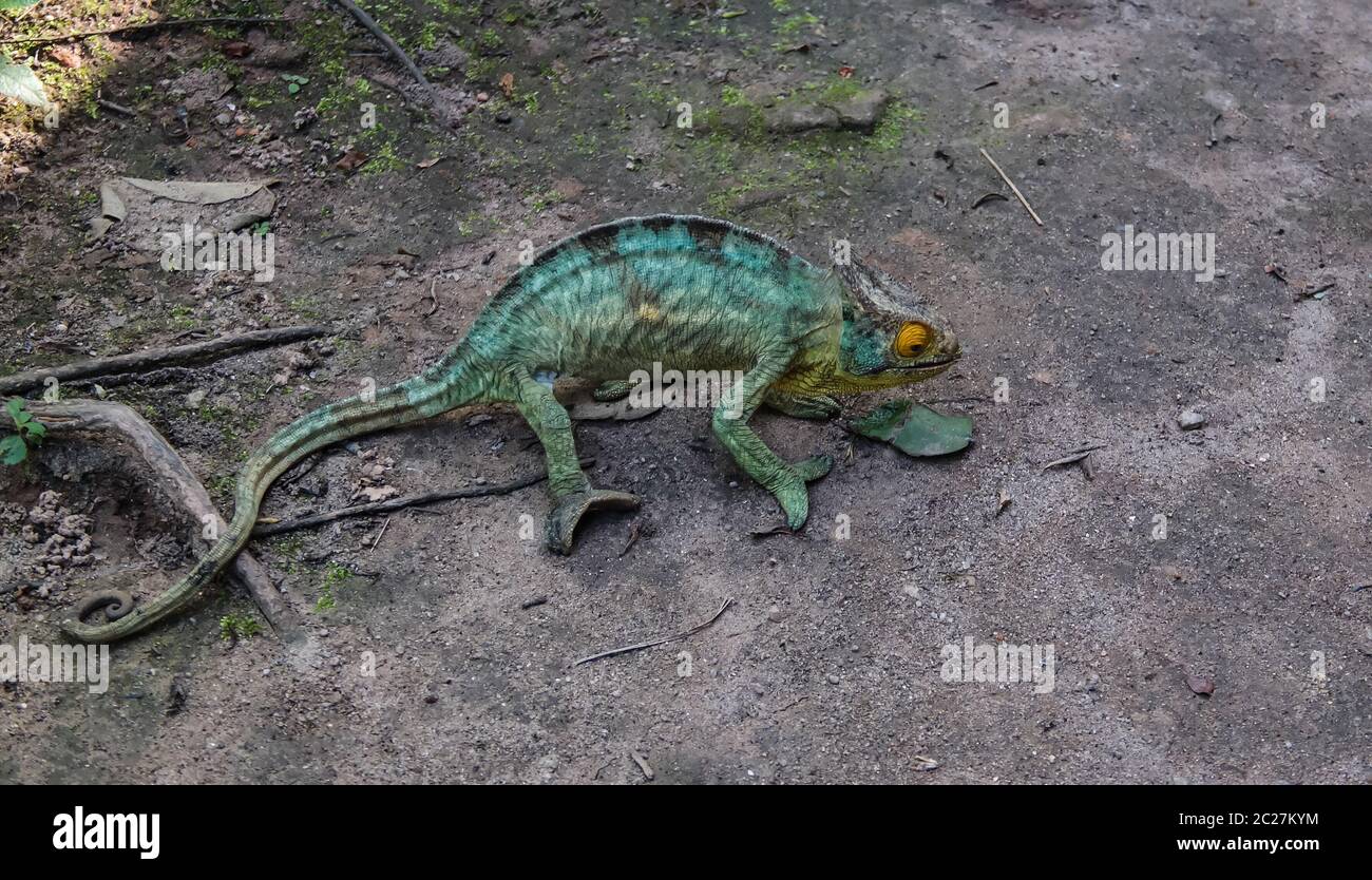 portrait of Parson's chameleon aka Calumma parsonii in Andasibe-Mantadia National Park, Madagascar Stock Photo