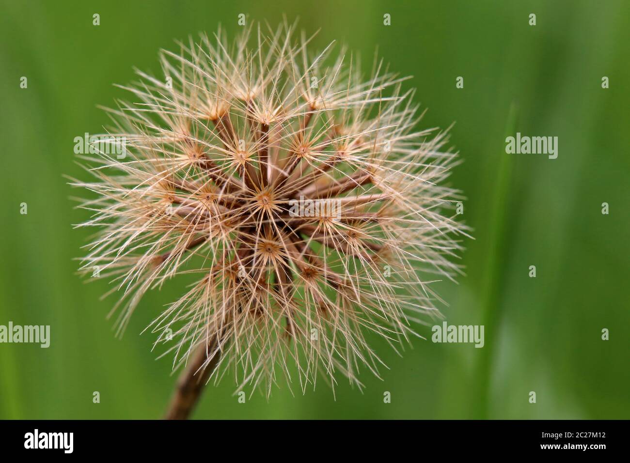 Stiff-haired dandelion Leontodon hispidus fruit stand Stock Photo