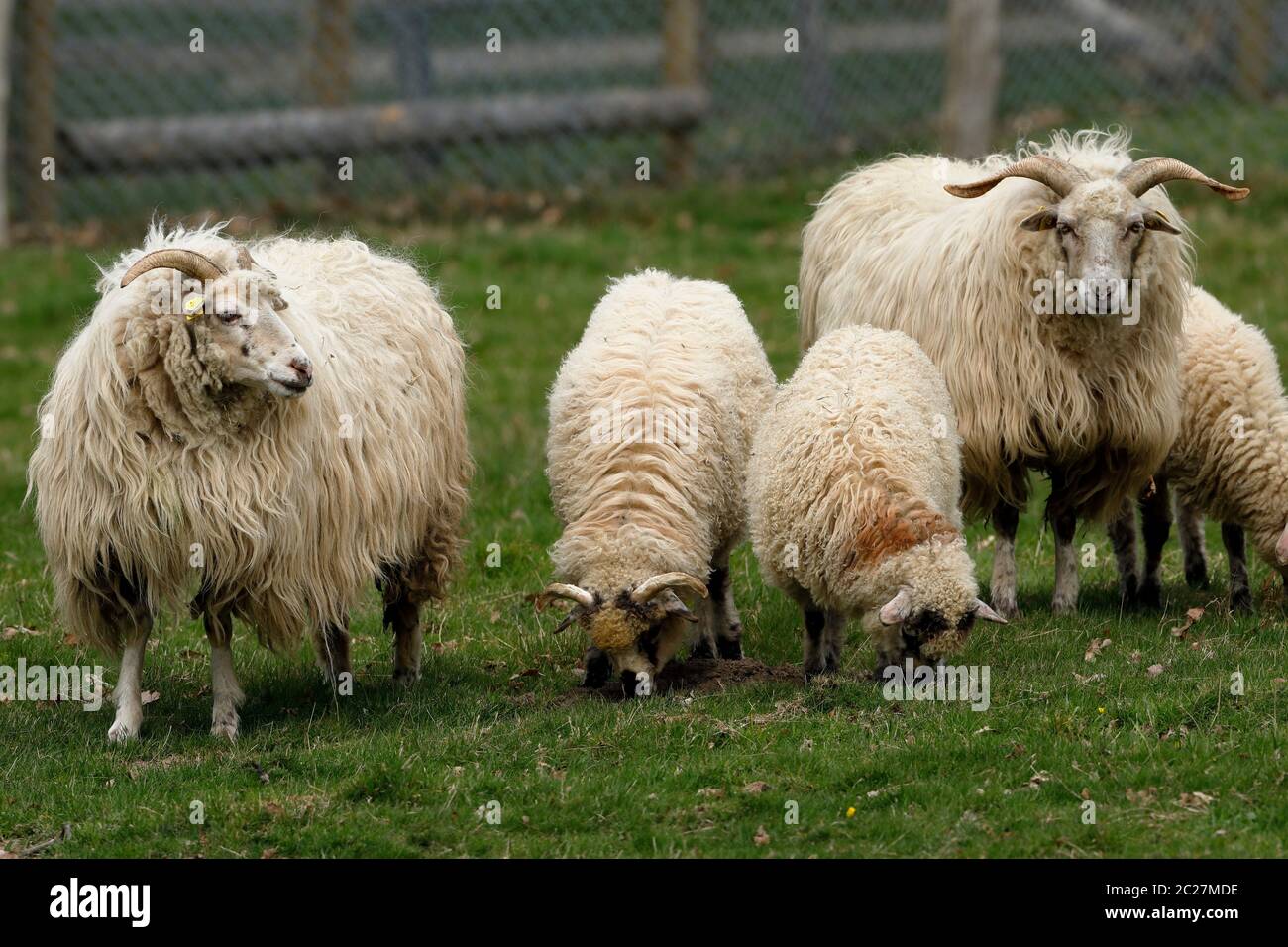 Sheep cattle goats grazing hi-res stock photography and images - Alamy