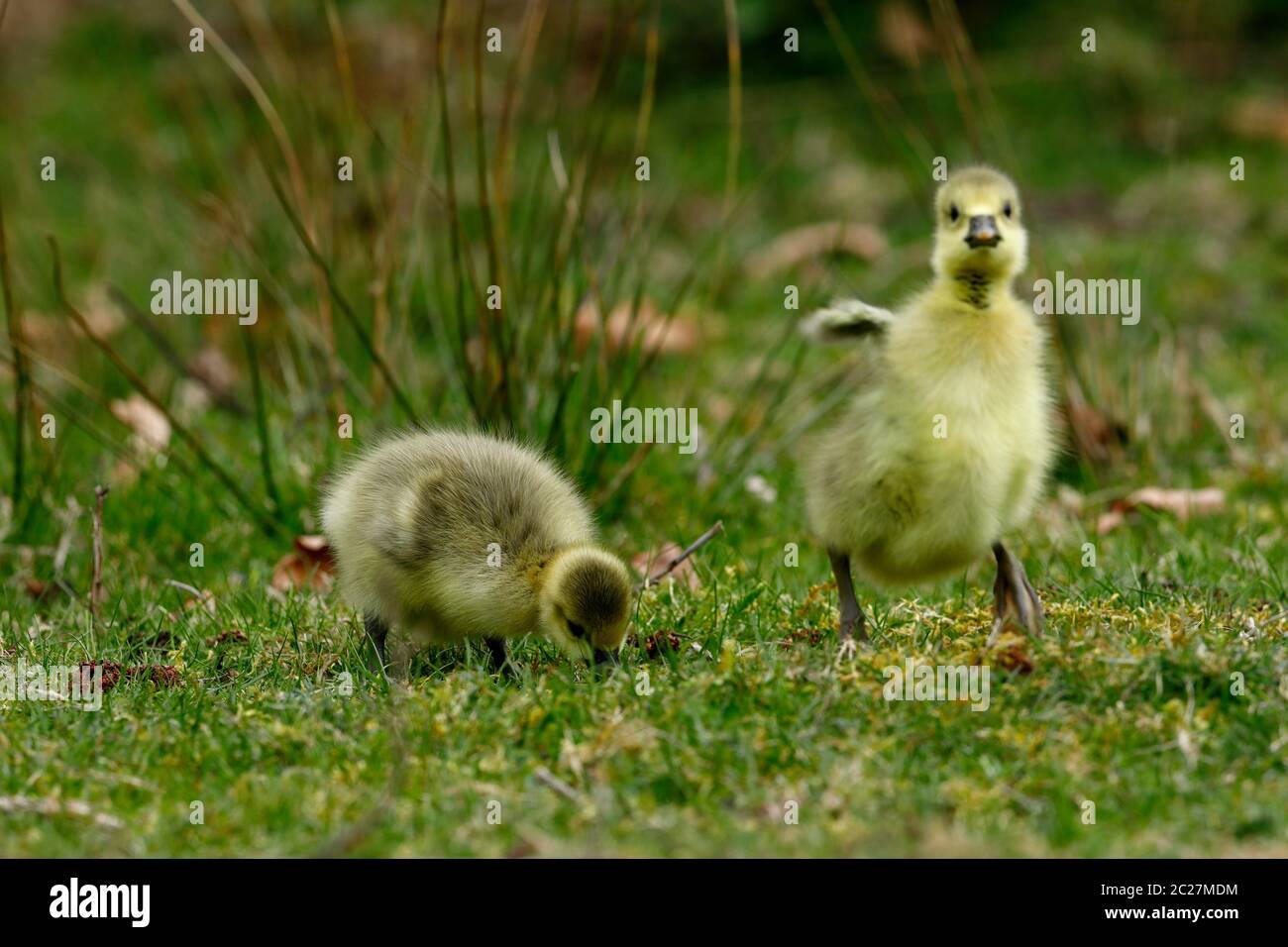 The European Greylag Goose with Chicks Stock Photo