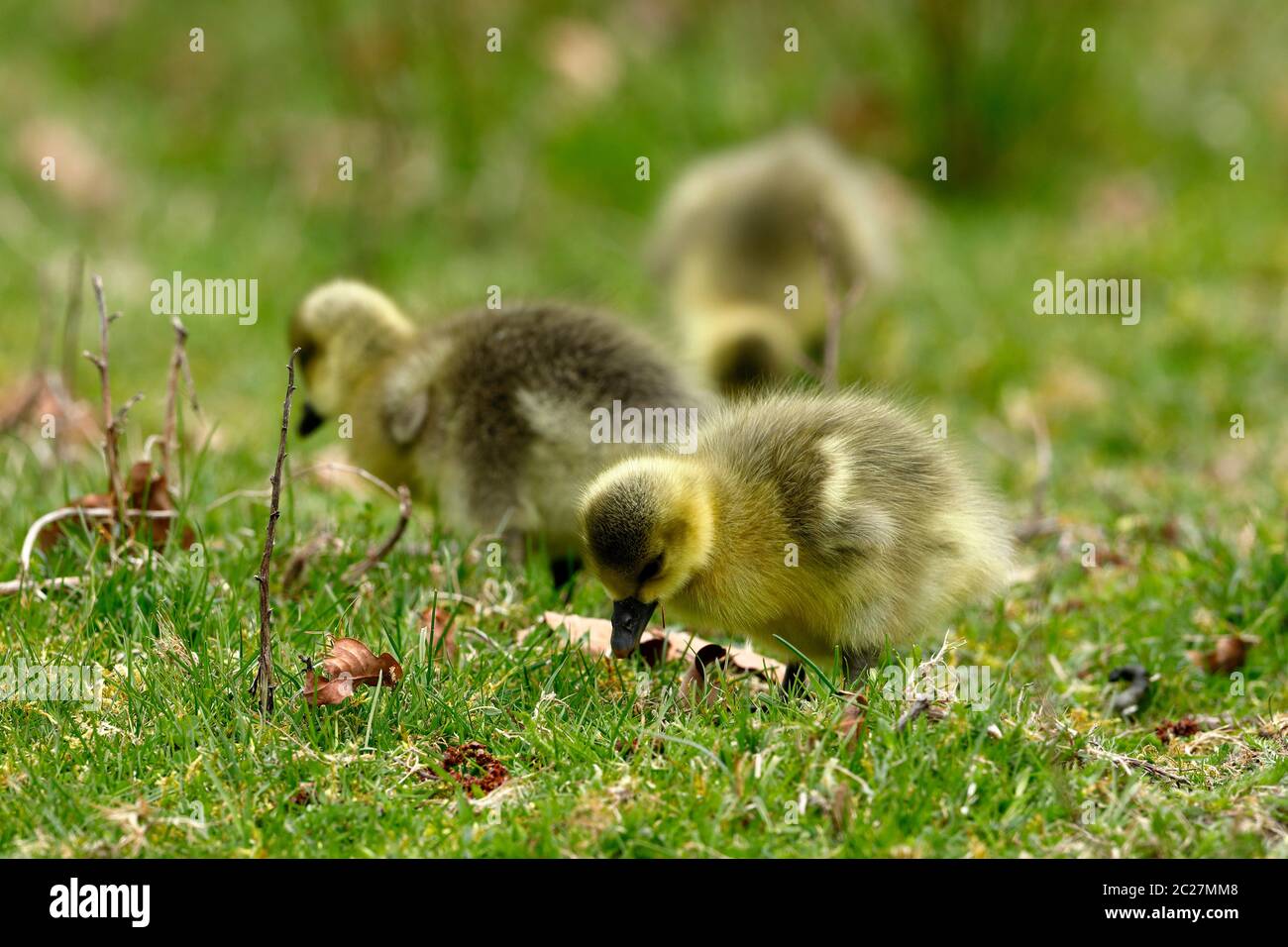 The European Greylag Goose with Chicks Stock Photo