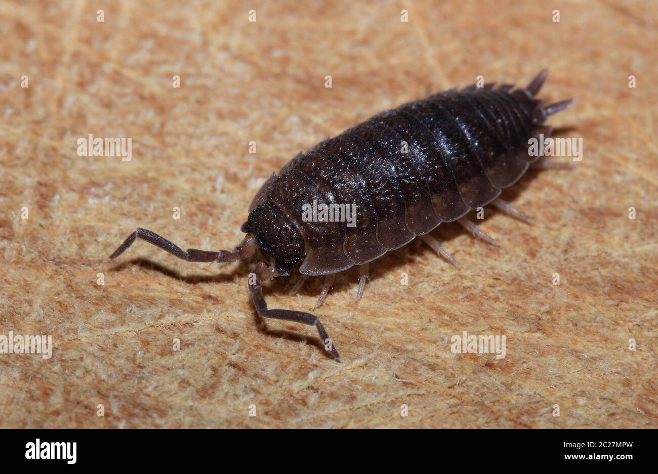 Common rough woodlouse, head with antennae and compound eyes Stock Photo