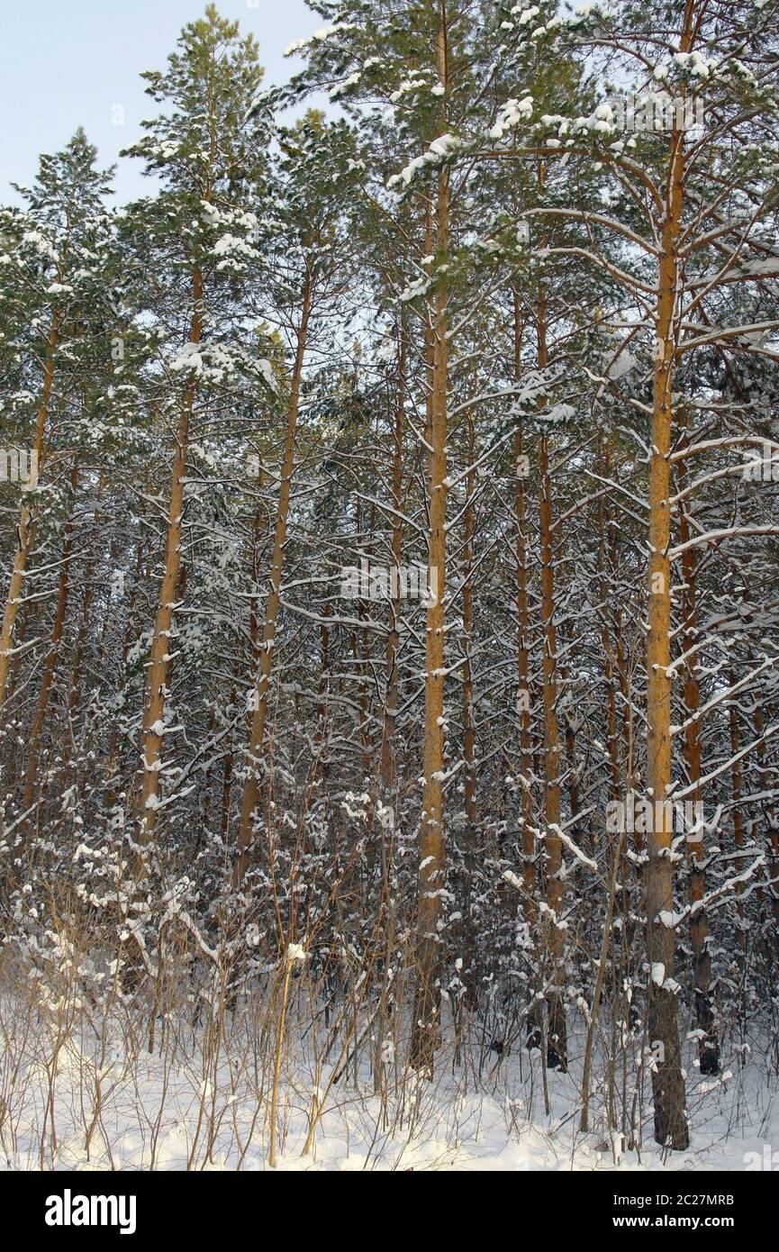 Winter landscape in forest with pines after snowfall Stock Photo - Alamy