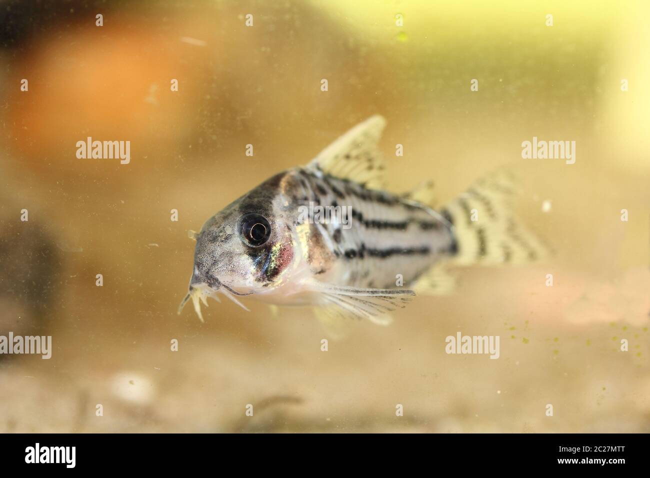 Bands-catfish    (Corydoras schwartzi) Stock Photo