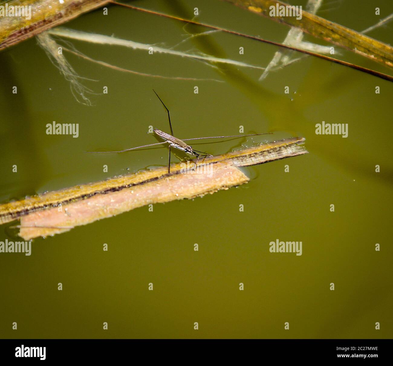 Water runner, waterstrider on a pond Stock Photo