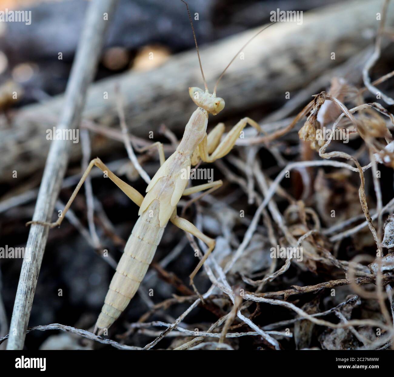 Ground Mantis High Resolution Stock Photography and Images - Alamy