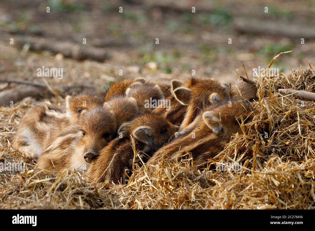 Young wild boars and young boars Stock Photo