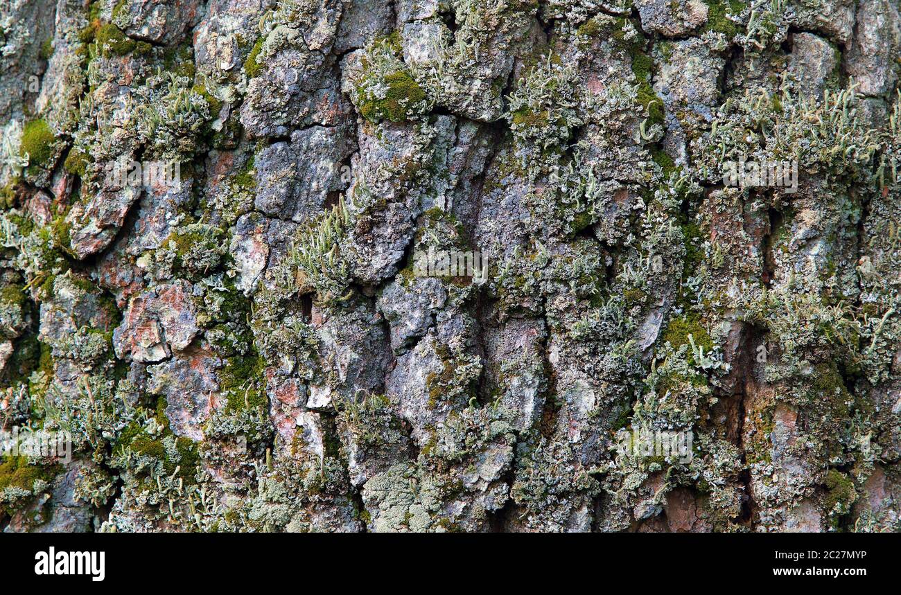 Oak tree bark, green moss and lichens covered bark, close up Stock Photo