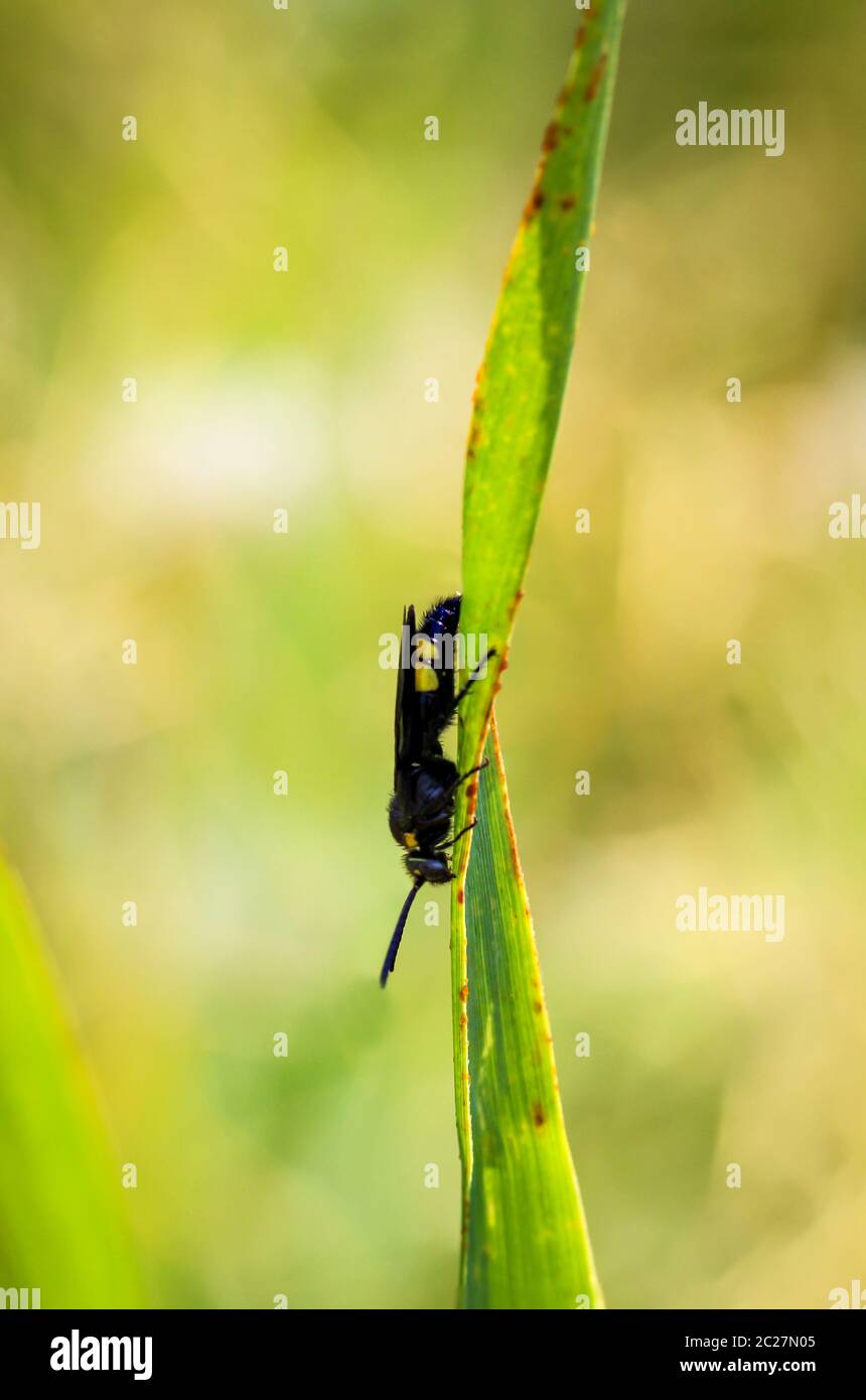 Insect hotel flower pot hi-res stock photography and images - Alamy