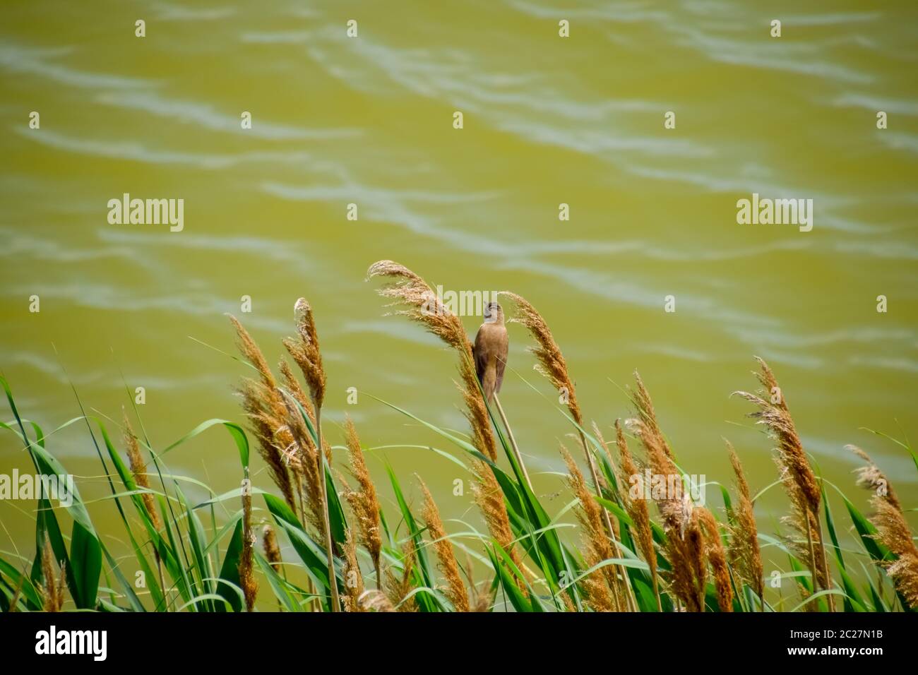 Warbler Acrocephalus sits on reed stalks by the lake. Stock Photo