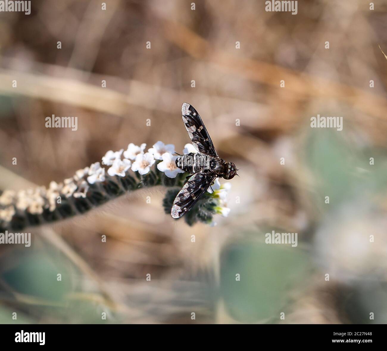 Insect hotel brick hi-res stock photography and images - Alamy