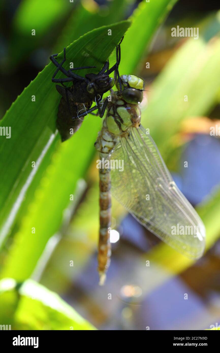 Dragonfly   (Odonata) Stock Photo