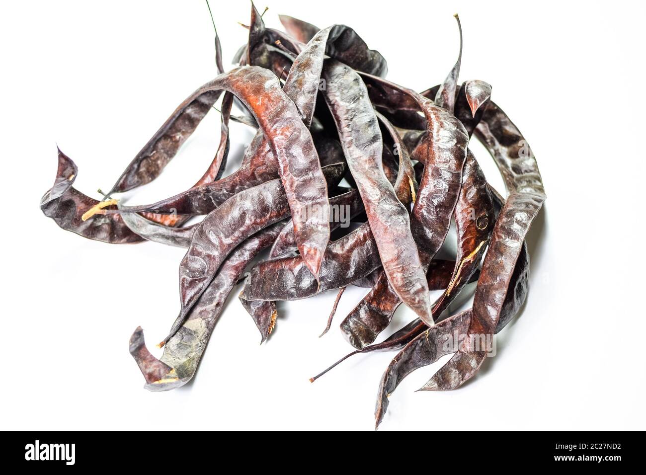 Gleditsia triacantnos, pods on a white background Stock Photo