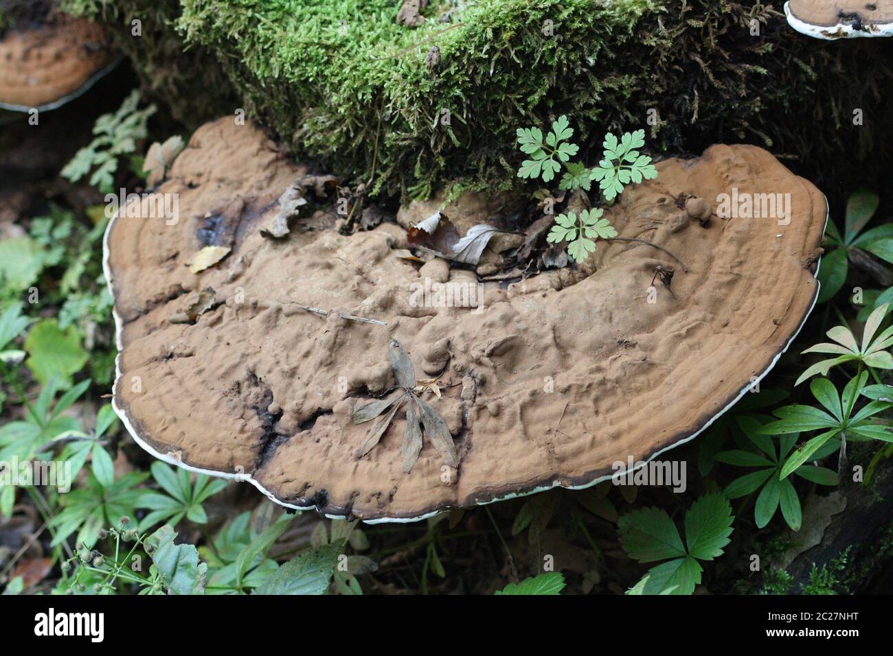 Tree fungus (Polyporus applanatus) Stock Photo