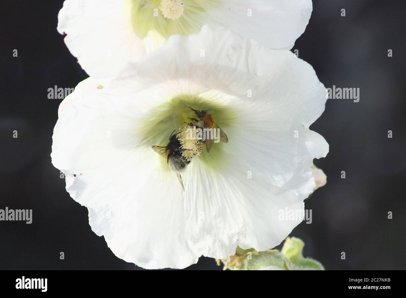 White hollyhock (Alcea rosea) Stock Photo