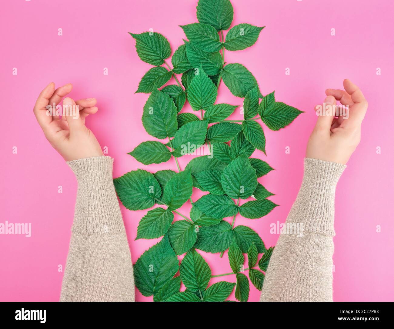 two female hands of a young girl with smooth skin, pink background with ...