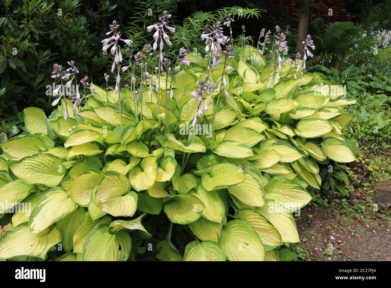 Plantain lilies (Hosta) growing in partial shade with pale lilac flowers and yellow leaves with green margins with ferns and shrubs in the background. Stock Photo