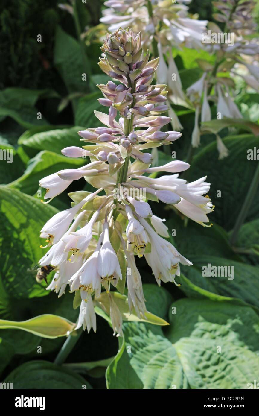 Plantain lily (Hosta) growing in partial shade with pale lilac flowers and leaves in the background. Stock Photo