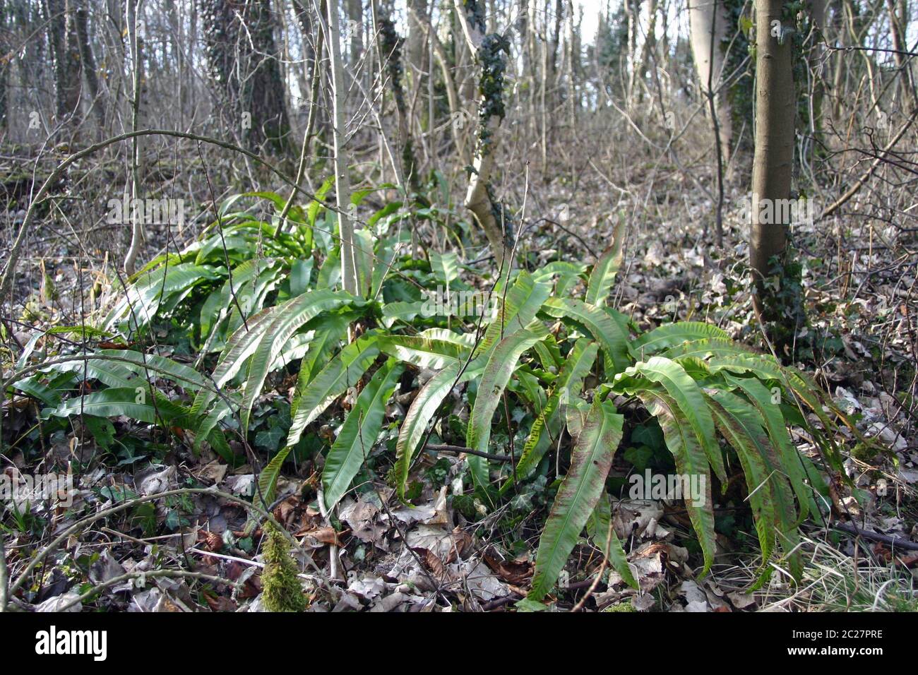 Several clumps of hart's tongue fern (Asplenium scolopendrium) in a winter woodland with focus point to the right. Background of trees and dead leaves Stock Photo