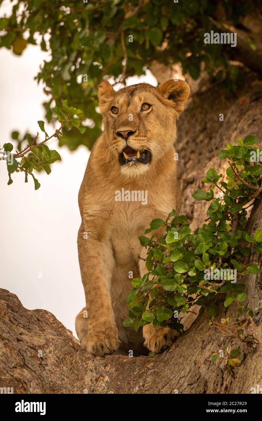 Young lion sits in tree looking left Stock Photo
