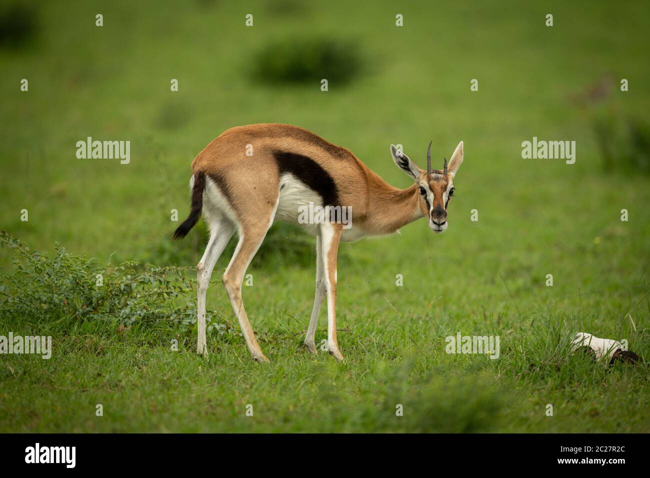 Thomson gazelle stands in grass lowering head Stock Photo - Alamy