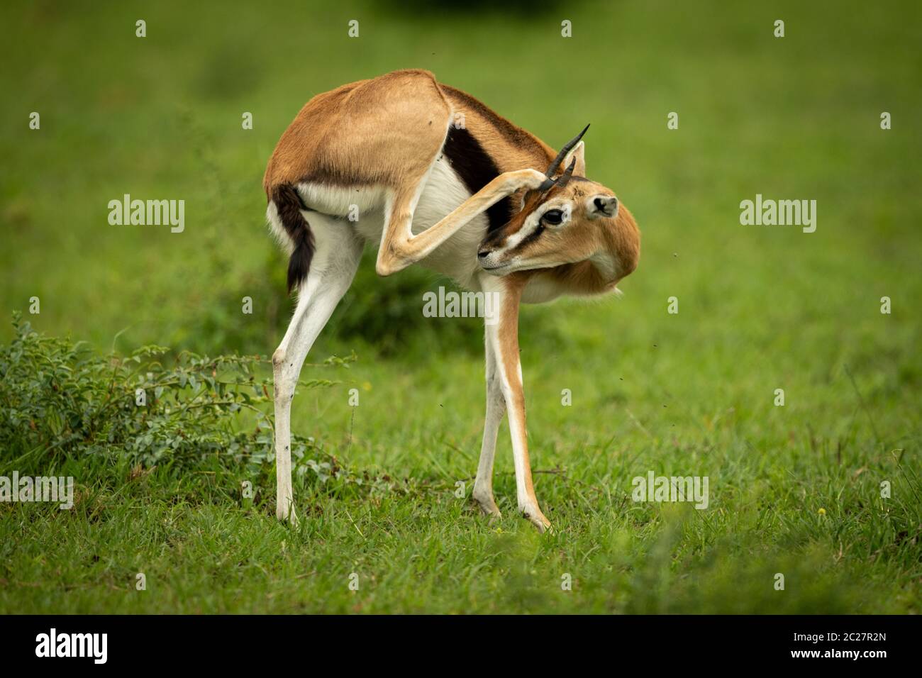 Thomson gazelle stands in grass scratching head Stock Photo - Alamy
