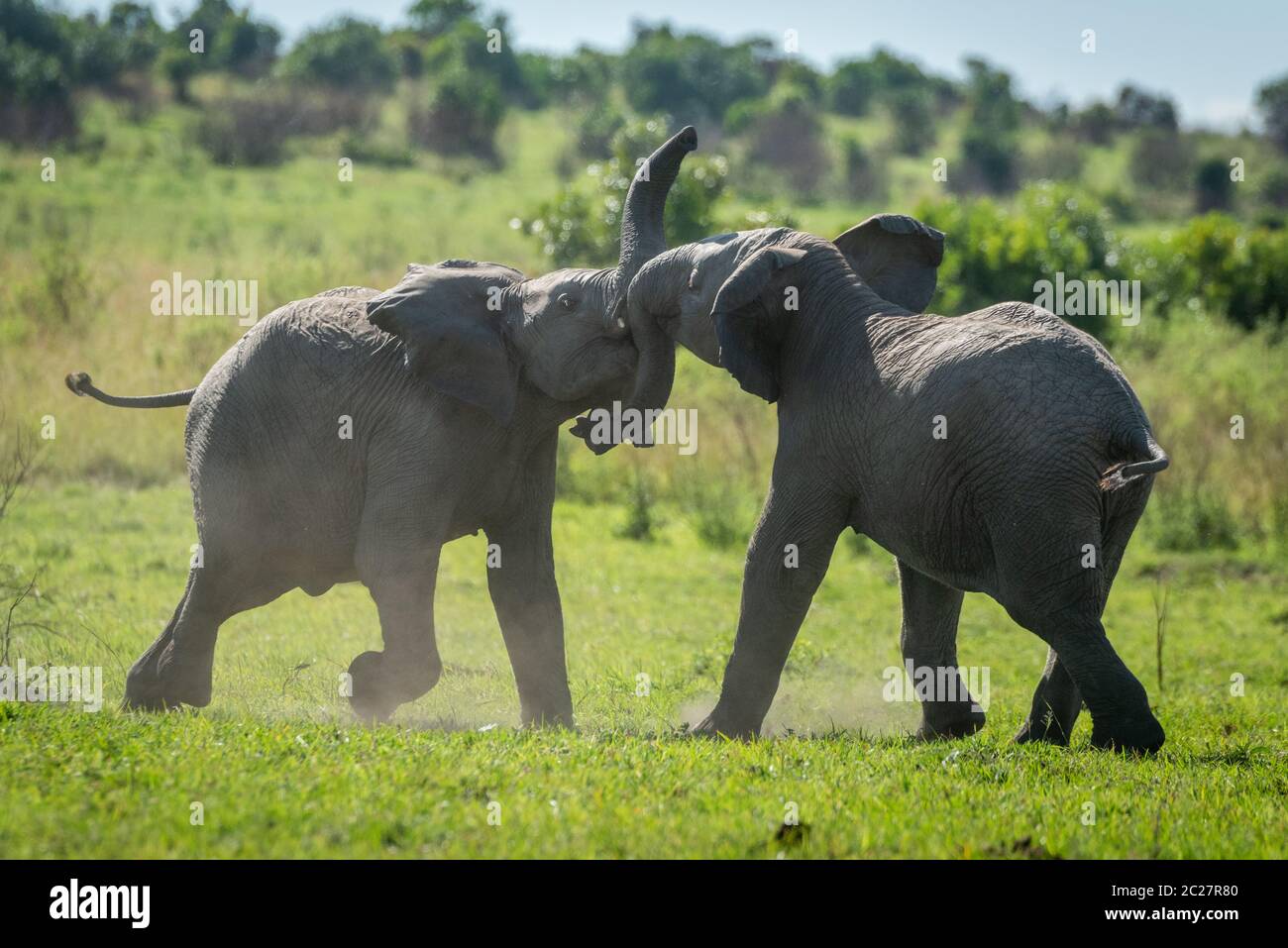 Two young elephants play fighting on grass Stock Photo