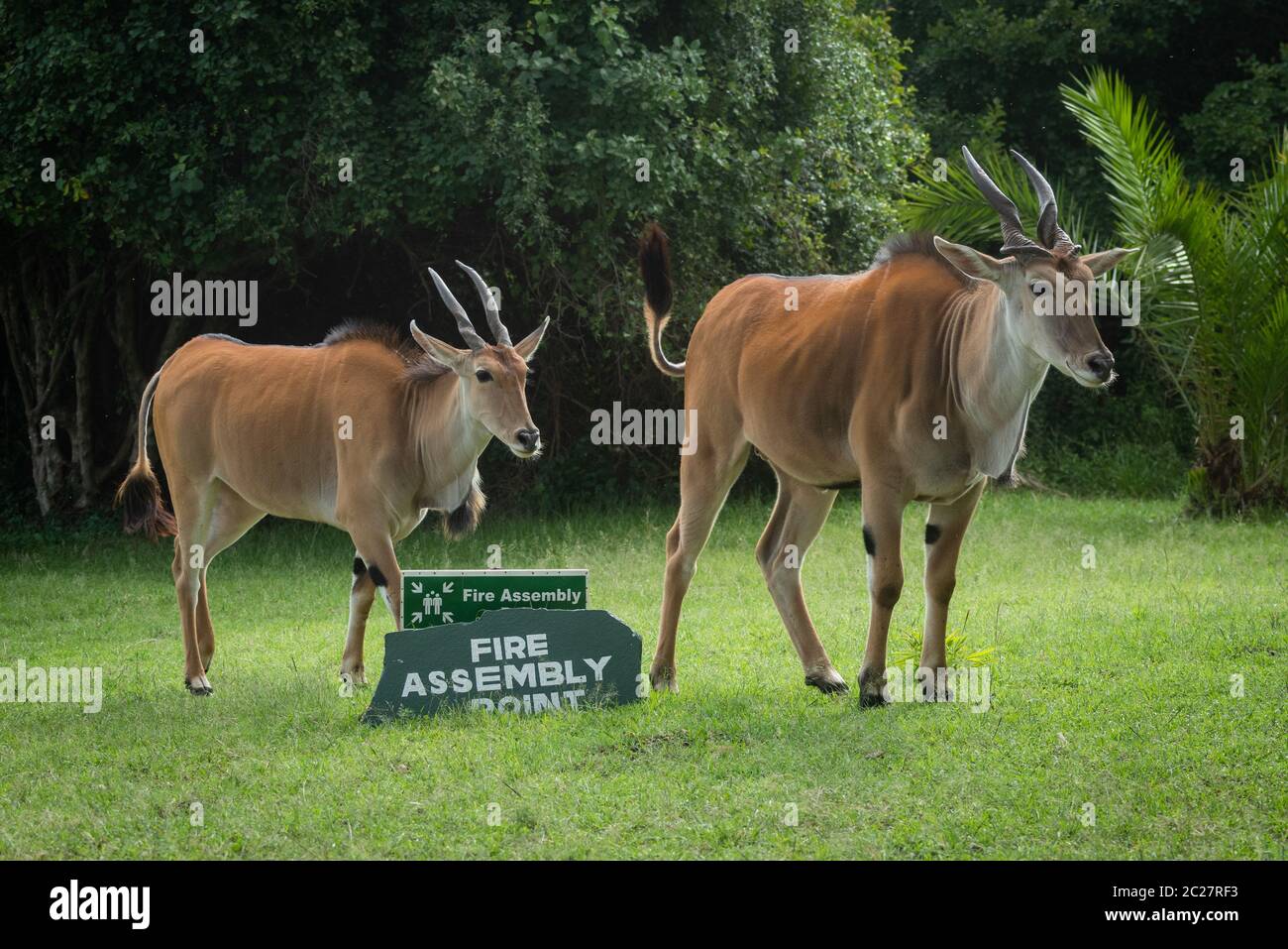 Two eland stand by sign on grass Stock Photo