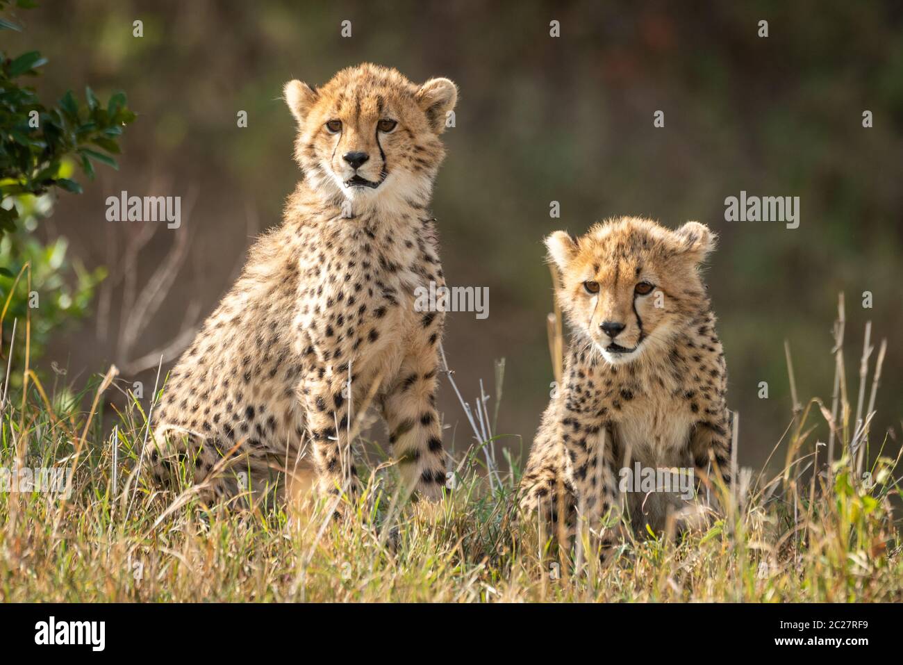 Two cheetah cubs sit staring in grass Stock Photo