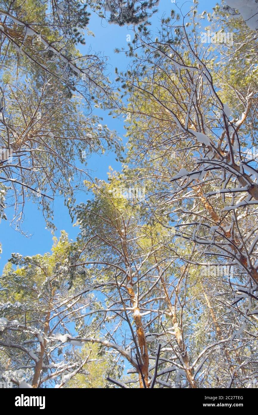 Winter landscape in forest with pines and blue sky Stock Photo - Alamy